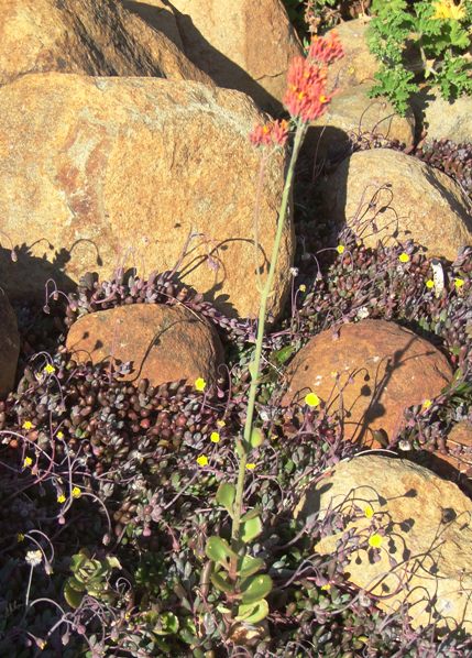 The single full length plant as typically found. Photo Lorraine Vermeulen